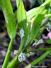 Scaphyglottis stellata image