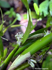 Scaphyglottis stellata