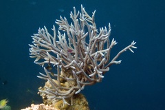 Acropora muricata