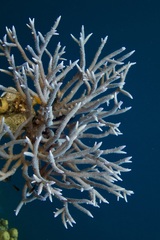 Acropora muricata