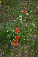 Lilium pensylvanicum