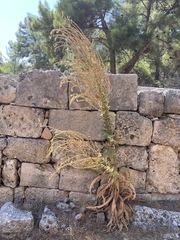 Verbascum chrysochaete