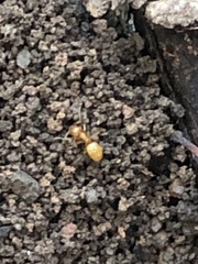 Acanthomyops