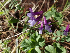 Vicia villosa