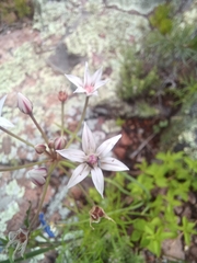 Allium rhizomatum
