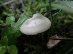 Cuphophyllus