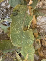 Verbascum chrysochaete