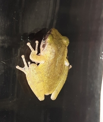 Pseudophilautus amboli