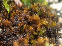 Andreaea