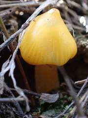 Hygrocybe acutoconica