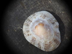 Patella rustica