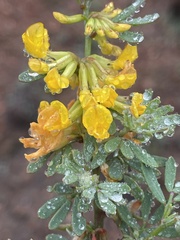 Acmispon dendroideus