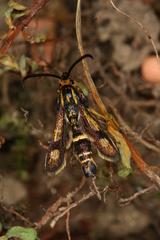 Chamaesphecia nigrifrons