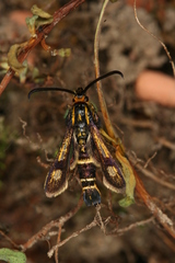 Chamaesphecia nigrifrons