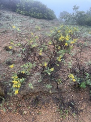 Acmispon dendroideus