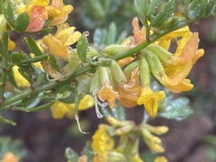 Acmispon dendroideus