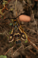 Chamaesphecia nigrifrons