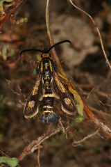 Chamaesphecia nigrifrons