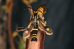 Chamaesphecia nigrifrons