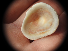 Patella rustica