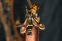 Chamaesphecia nigrifrons