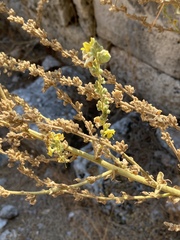 Verbascum chrysochaete