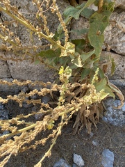 Verbascum chrysochaete