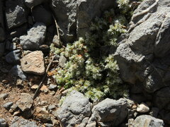 Paronychia macrosepala