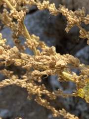 Verbascum chrysochaete
