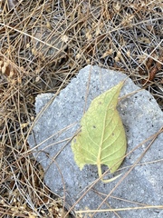 Verbascum chrysochaete