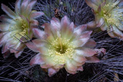 Lophocereus