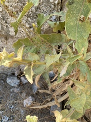 Verbascum chrysochaete