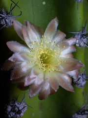 Lophocereus