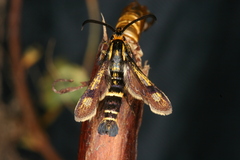 Chamaesphecia nigrifrons