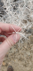 Tetradymia