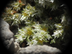 Paronychia macrosepala