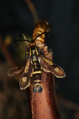 Chamaesphecia nigrifrons