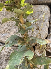 Verbascum chrysochaete