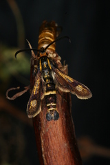 Chamaesphecia nigrifrons