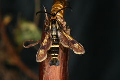 Chamaesphecia nigrifrons