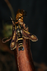 Chamaesphecia nigrifrons