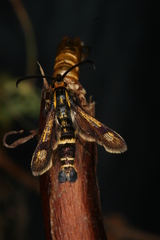 Chamaesphecia nigrifrons