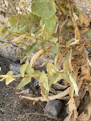 Verbascum chrysochaete