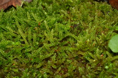 Hypnum cupressiforme cupressiforme