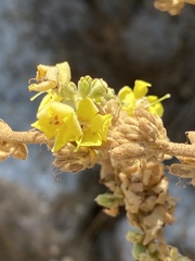 Verbascum chrysochaete