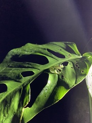 Espadarana prosoblepon