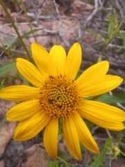 Verbesina longifolia