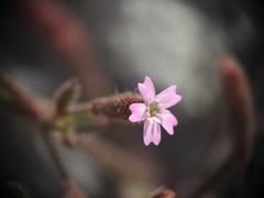 Silene sedoides