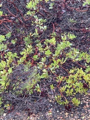 Arctostaphylos insularis