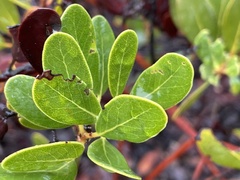 Arctostaphylos insularis
